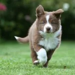 Border Collie (Collie de frontieră) - grațios, puternic și proporționat și extrem de inteligent