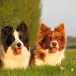 Border Collie (Collie de frontieră) - grațios, puternic și proporționat și extrem de inteligent