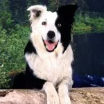 Border Collie (Collie de frontieră) - grațios, puternic și proporționat și extrem de inteligent