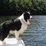 Border Collie (Collie de frontieră) - grațios, puternic și proporționat și extrem de inteligent