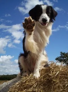 Border Collie (Collie de frontieră) - grațios, puternic și proporționat și extrem de inteligent