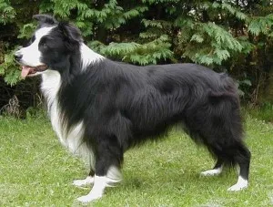 Border Collie (Collie de frontieră) - grațios, puternic și proporționat și extrem de inteligent