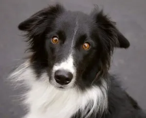 Border Collie (Collie de frontieră) - grațios, puternic și proporționat și extrem de inteligent