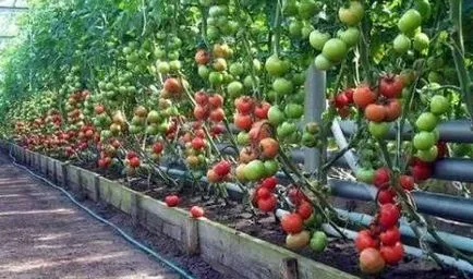 Борната киселина за домати