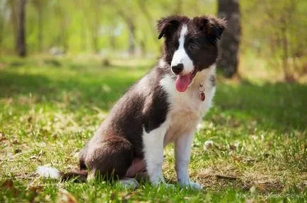 Border Collie - tulajdonosai a véleménye a fajta, az érvek és ellenérvek, „hogy mancs”