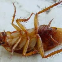 Какво се страхуват от хлебарки в апартамента и как да го използвате