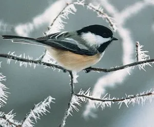 Какво да се хранят птиците през зимата в яслите
