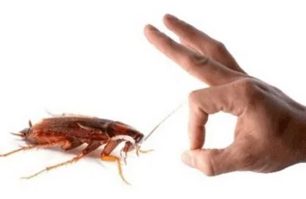 Какво се страхуват от хлебарки в апартамента и как да го използвате