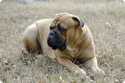 Bullmastiff, poze Bullmastiff