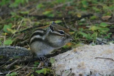 Veverițe - iubitorii de site-ul de animale