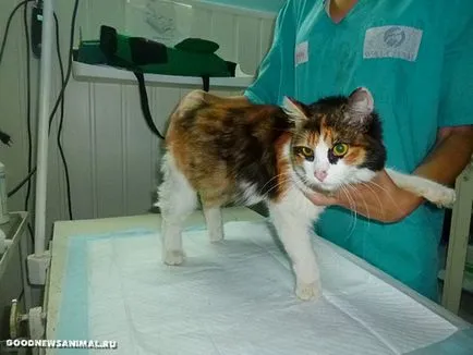 Chelyabinka спаси обесен котка 1