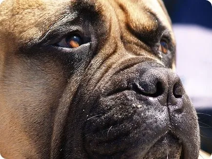 Bullmastiff, poze Bullmastiff