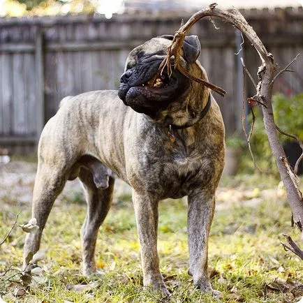 Bullmastiff, poze Bullmastiff