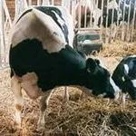 Какво да правите, когато крава ражда, за отглеждане на животни едър рогат добитък