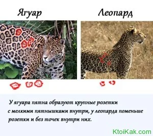 Ceea ce este diferit de leopardul jaguar