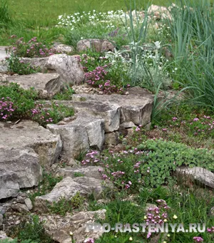 Diferitele gradina de rock, grădină alpin, rockeries, gradina de rock