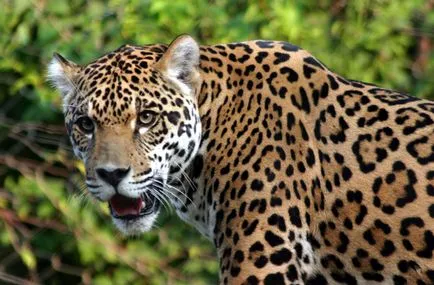 A jaguár eltér a leírás és a Panthers különbségek, mi a különbség