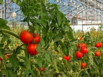 A paradicsom az üvegházban a takarmány milyen műtrágyák