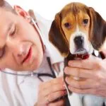 Rottweilerii Cimptomy boli si tratamentul epilepsiei la câini encefalita
