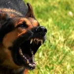 Rottweilerii Cimptomy boli si tratamentul epilepsiei la câini encefalita