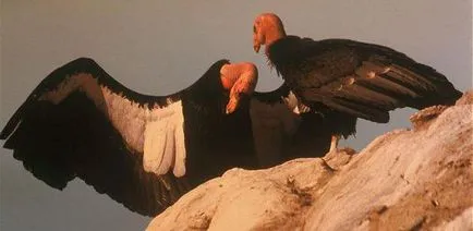 California, descrierea habitatului condor și specii