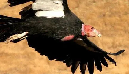 California, descrierea habitatului condor și specii