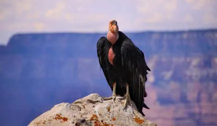California, descrierea habitatului condor și specii