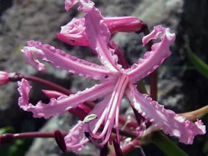 Flower Nerina - Îngrijire și întreținere de udare, transplantare, perioada de repaus