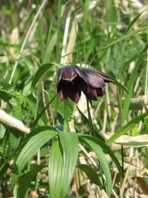 Цвете Fritillaria описание, развъждане и отглеждане