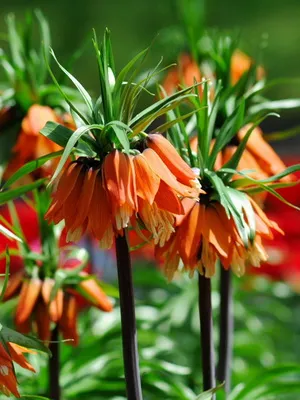 Цвете Fritillaria описание, развъждане и отглеждане