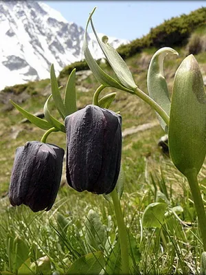 Цвете Fritillaria описание, развъждане и отглеждане