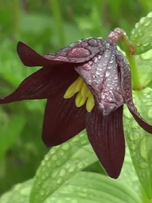 Цвете Fritillaria описание, развъждане и отглеждане