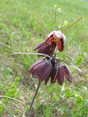 Цвете Fritillaria описание, развъждане и отглеждане