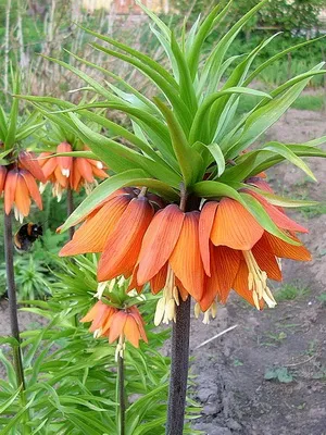 Цвете Fritillaria описание, развъждане и отглеждане