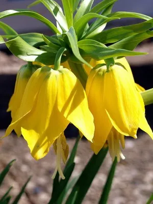 Цвете Fritillaria описание, развъждане и отглеждане