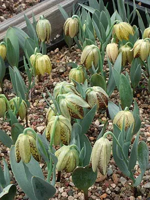 Цвете Fritillaria описание, развъждане и отглеждане