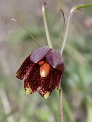 Цвете Fritillaria описание, развъждане и отглеждане