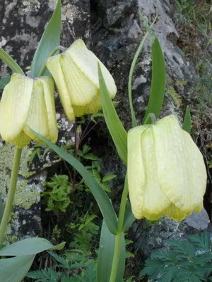 Цвете Fritillaria описание, развъждане и отглеждане