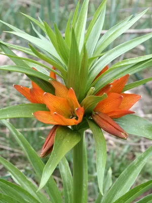 Цвете Fritillaria описание, развъждане и отглеждане