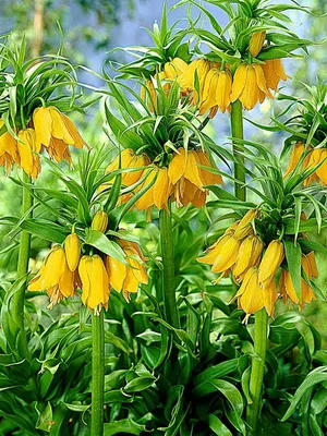 Цвете Fritillaria описание, развъждане и отглеждане