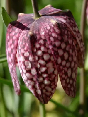 Цвете Fritillaria описание, развъждане и отглеждане