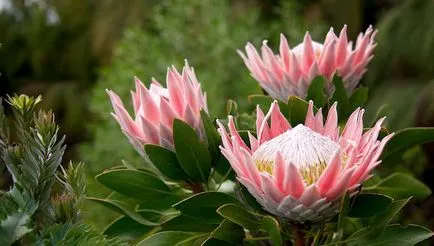 Protea, virág - Afrikai Rose