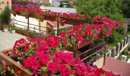 Flori in cutii de pe suporturile de balcon cu flori, cu suport, pandantiv de montare, video