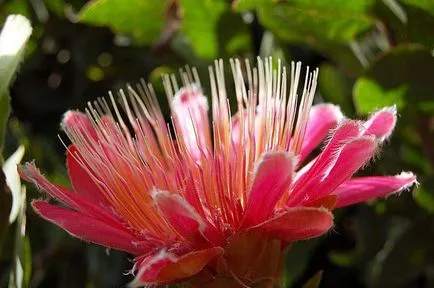 Protea, virág - Afrikai Rose