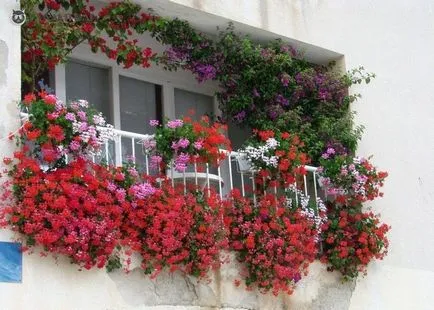 Flori in cutii de pe suporturile de balcon cu flori, cu suport, pandantiv de montare, video