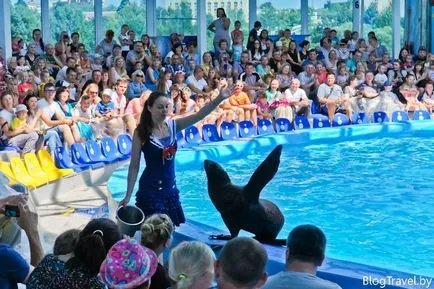 Делфинариум Nemo в Минск - изглед и плуване с делфини