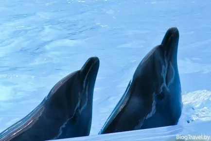 Делфинариум Nemo в Минск - изглед и плуване с делфини