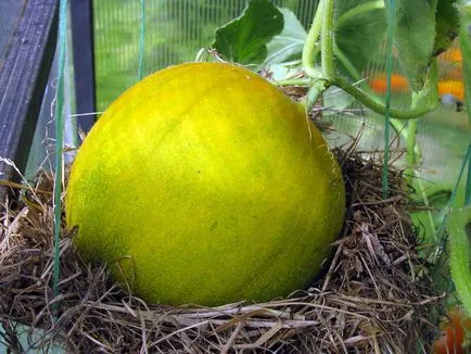 Melon засаждане и грижи в оранжерията, предимствата на оранжерии