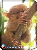 Fülöp Tarsier, Tarsius syrichta, sirihta, Fülöp tarsier, Tarsier, maomag legtöbb