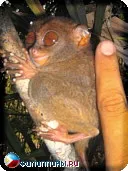 Tarsier filipinez, Tarsius syrichta, sirihta, Tarsier Philippine, Tarsier, maomag, cele mai multe